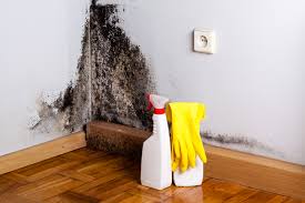 Environmental Consulting for Mold Prevention in Salem, IL